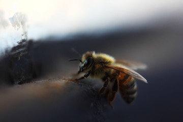 abeja macro, acercamiento