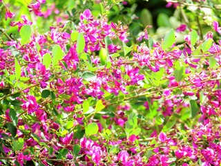 Obraz premium 日本の田舎の風景 9月 花 萩
