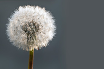 Obraz premium Fluffy dandelion against the backdrop of gray background