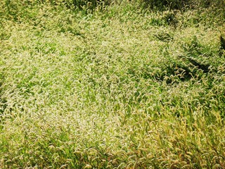 日本の田舎の風景　9月　朝日を受けた草叢　ネコジャラシ