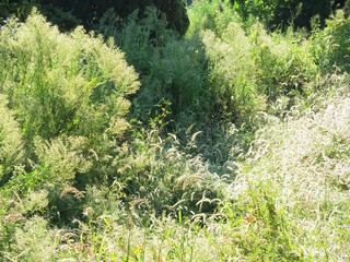 日本の田舎の風景　9月　朝日を受けた草叢