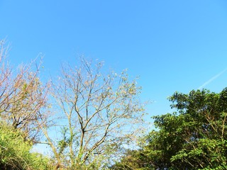 日本の田舎の風景　9月　落葉　桜の木
