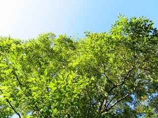 日本の田舎の風景　9月　山の木々