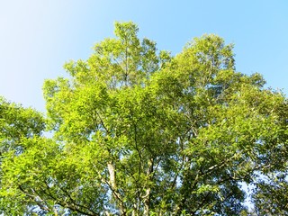 日本の田舎の風景　9月　山の木々