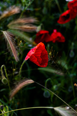 Flor de amapola 