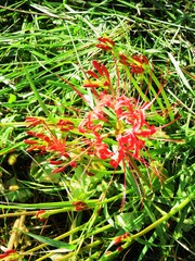日本の田舎の風景　9月　花　彼岸花
