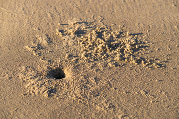 A recently excavated crab hole in the soft beach sand in the late afternoon sun. These crabs are often used by fishermen as bait and are loved as a delicacy by the local fish, especially the Bream and