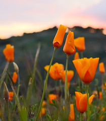 Wildflowers on Sulpher Mountain on the border of Ojai and Ventura, California 