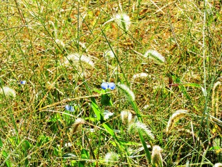 日本の田舎の風景　9月　初秋の草叢　つゆ草とネコジャラシ