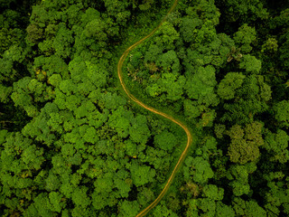 forest