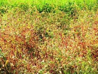 Obraz premium 日本の田舎の風景 9月 草 タデの紅葉