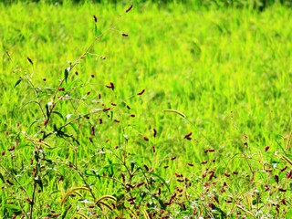 日本の田舎の風景　9月　草　タデの紅葉