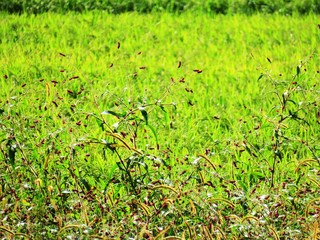 日本の田舎の風景　9月　草　タデの紅葉