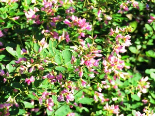 日本の田舎の風景　9月　花　萩