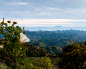 Fototapeta na wymiar Wildflowers on Sulpher Mountain on the border of Ojai and Ventura, California 