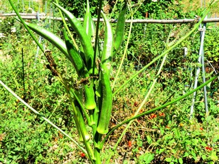 Obraz premium 日本の田舎の風景 9月 野菜 オクラ