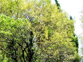 日本の田舎の風景　9月　山の木々　黄葉