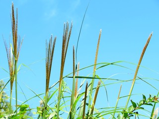 日本の田舎の風景　9月　出始めのすすきの穂　