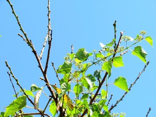 日本の田舎の風景　9月　山葡萄の実
