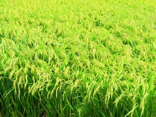日本の田舎の風景　9月　色付いた稲穂　穂明かり