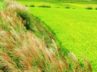 日本の田舎の風景　9月　色付いた稲穂とすすき　穂明かり