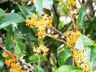 日本の田舎の風景　9月　花　金木犀