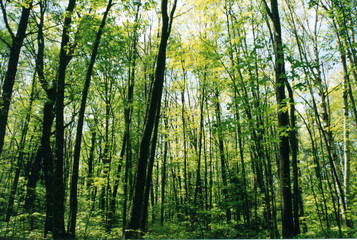 sunlight in the forest