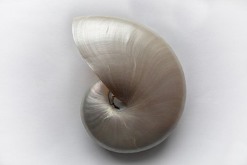 Exquisite mother of pearl chambered nautilus shell, swirl, isolated on white, horizontal aspect