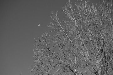 Barren tree and daylight moon
