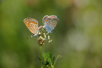Common Blue Butterflies or Polyommatus icarus mating on a leaf