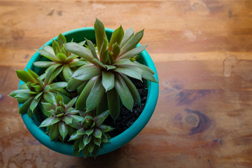 Small pot of beautiful green succulent plants on a richly colored table top, creative copy space, horizontal aspect