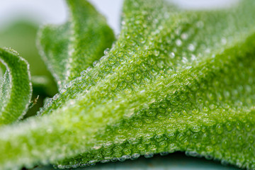 アイスプラントの葉の表面　塩の結晶