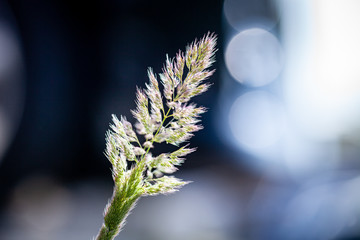 草　グラス類の穂先　オーナメンタルグラス　オーナメントグラス