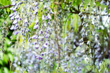 藤の花　フジ