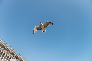 seagull venice