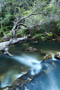 river in the forest with fallen tree 2