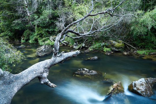river in the forest with fallen tree