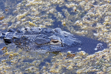 American Alligator Hooked and Trailing Fishing Line.