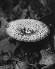 Mushroom Along the Fallen Leaves