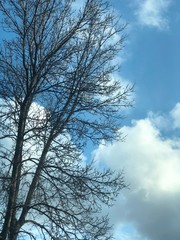 tree in the sky