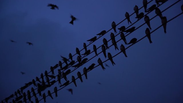 Bandada de pájaros sobre tendido eléctrico en la noche