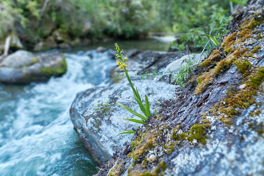 small flower and moss on the rocks