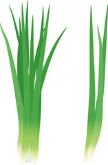 Illustration of two bunches of green onions on a white background.