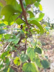 butterfly on a leaf