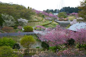 静峰公園（茨城県　日本）の満開に咲いた八重桜