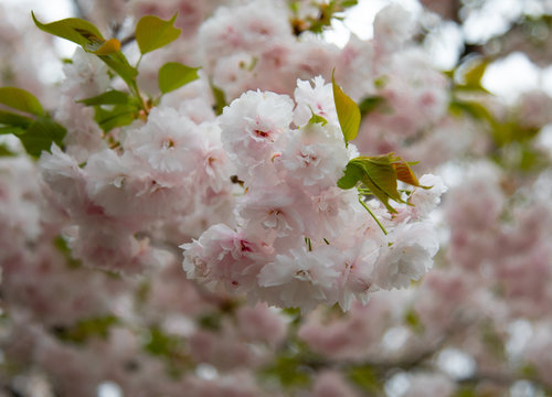 八重桜（静峰公園　日本）のクローズアップ写真