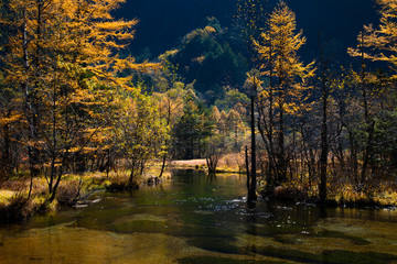 紅葉の上高地の田代池に光射し輝く