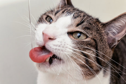 A domestic purebred cat with a sore nose drinks water flowing from a tap