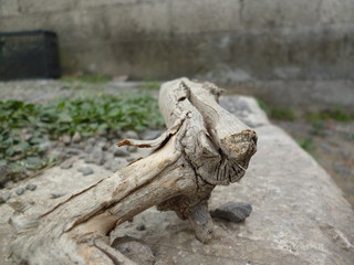 Naturaleza