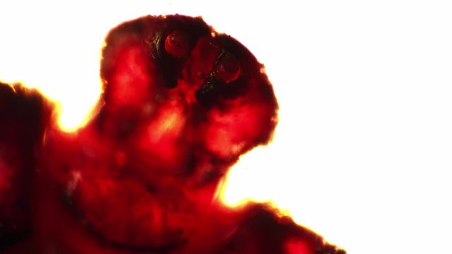 Tiny ixodic tick is moving it's head and paws laying at the white background. The small mite's head with hypostome and pupls was shoot in macro. Concept of looking at microscopic animals.